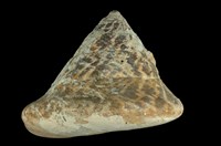 藏品(牛蹄鐘螺)的圖片